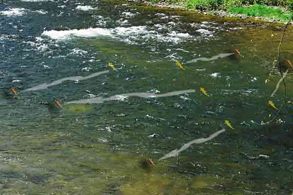 تکنیکهای پیشرفته صید قزلآلا در رودخانه – راهنمای کامل 6 شناسایی محلهای تجمع قزلآلا در رودخانه