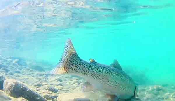 شناخت اکوسیستم رودخانه‌ها