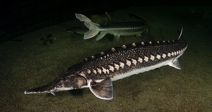 ماهیگیری در دریای خزر | آموزش صید از ساحل و اسکله 6 ماهیگیری در دریای خزر | آموزش صید از ساحل و اسکله