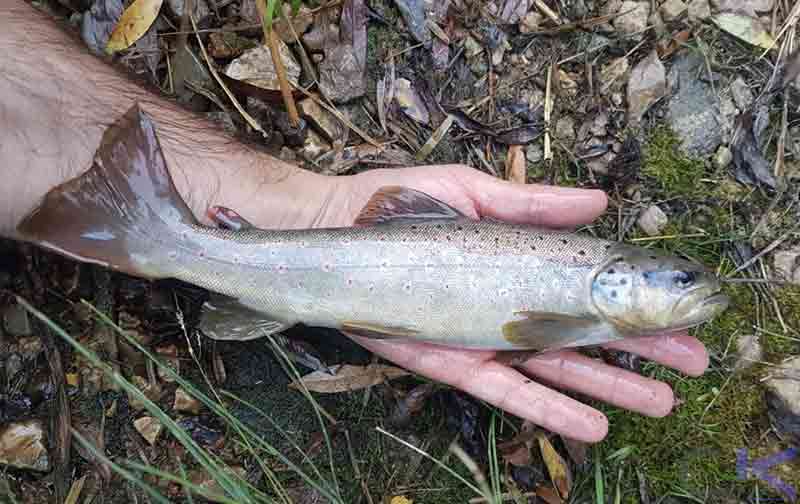 چه زمانی فصل صید قزل‌آلا آغاز می‌شود؟