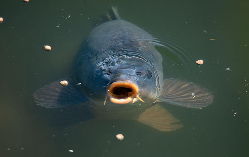 آموزش کامل صید ماهی کپور - راهنمای تجهیزات، طعمه و تکنیکها 4 بهترین ماه برای صید کپور
